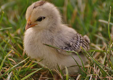 Baby chicken