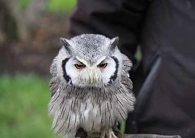 Owl
