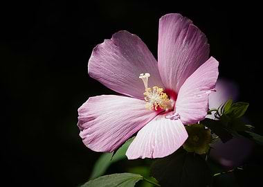 Pink hibiscus flower