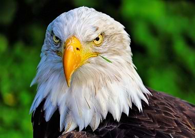 Eagle