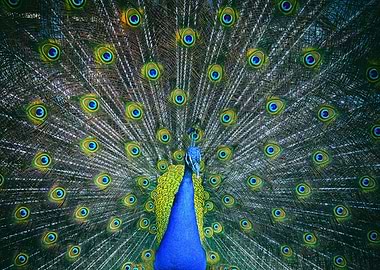 Peacock