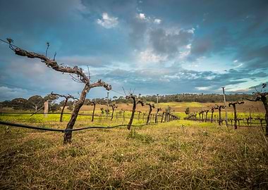 Bunnyconnellen Vineyard