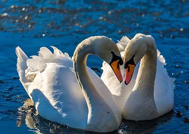 Swans in love