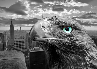 Eagle Eye in New York