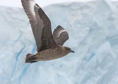 Skua