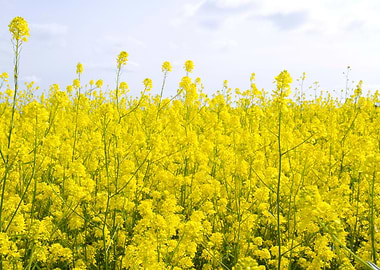 Field of canola