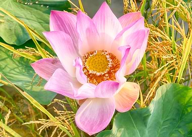 Lotus Blossom