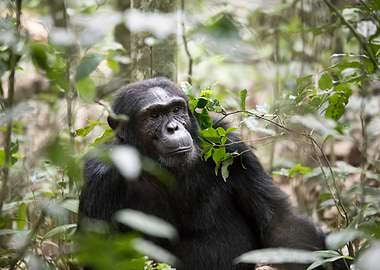 Chimpanzee in forest