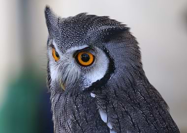 Owl