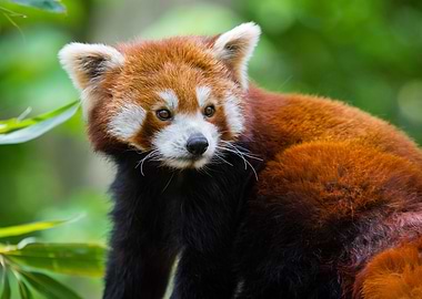 Red Panda