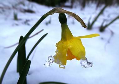 daffodil in the snow