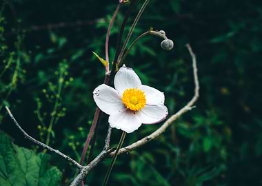 Forest Flower in the Shade