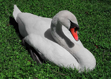 The elegance of a swan