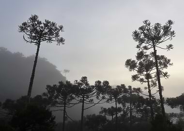 Araucaria at dawn IV