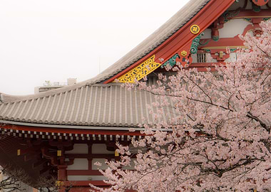 Cherry blossom season