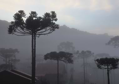 Araucaria at dawn I