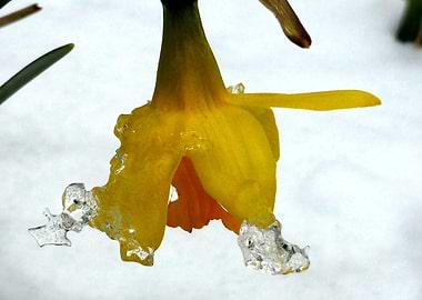 the ice daffodil