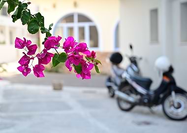 Bougainvillea Bloom Greece