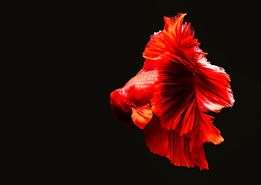Siamese fighting fish