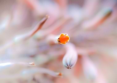 Kirstenbosch Gardens SA