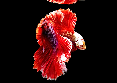 Siamese fighting fish
