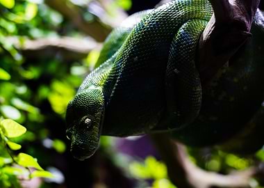 Green Python