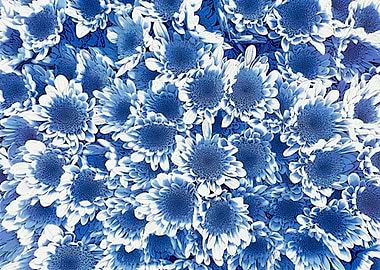 blue daisies