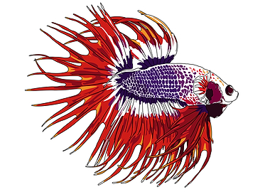 Siamese fighting fish
