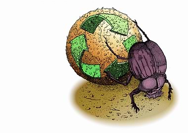 Dung Beetle