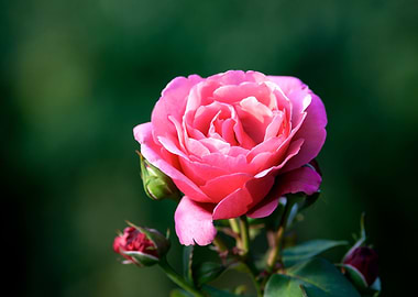 Red Rose Flower On Green