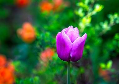 A Violet Tulip Flower