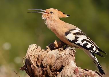Hoopoe