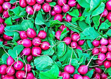 Red Radishes Green Leaves