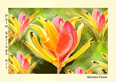 Banana Flower