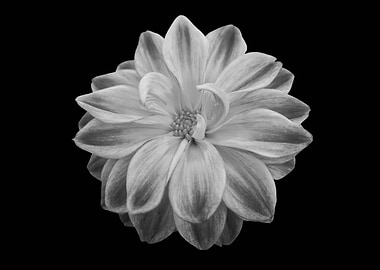 dahlia on black background