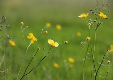 Buttercup Seneca Lake