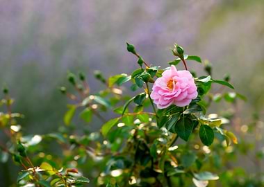 Rose Flower Morning Mist