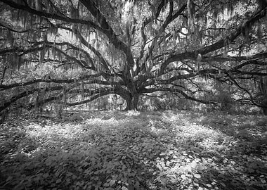 The Live Oak