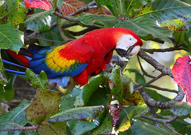 Scarlet Macaw