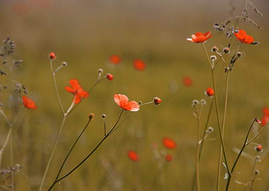 Buttercup Seneca Lake Red