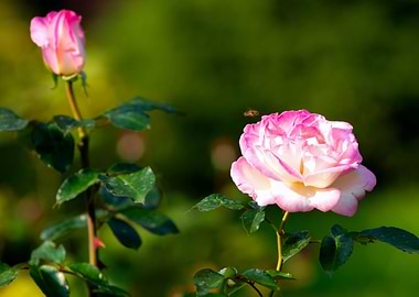 A Bee And A Rose Flower