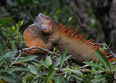 Green Iguana
