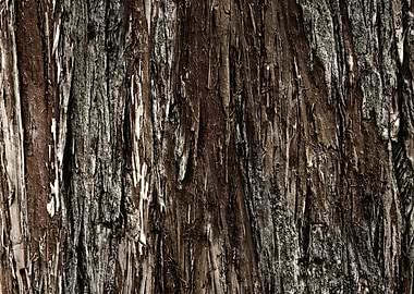 Wood texture background