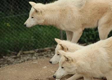 Three Wolves
