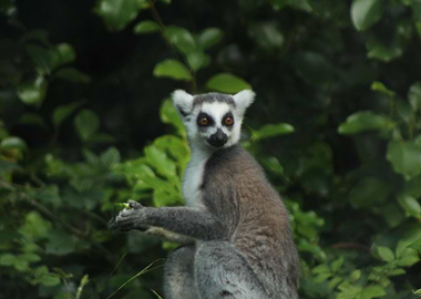 lemur