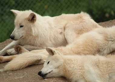 Tired Wolves