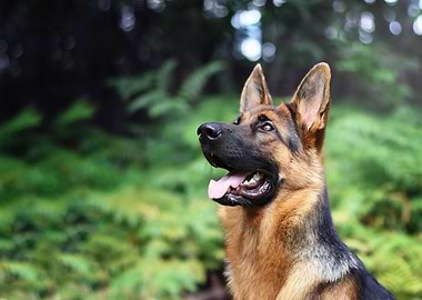 German shepherd