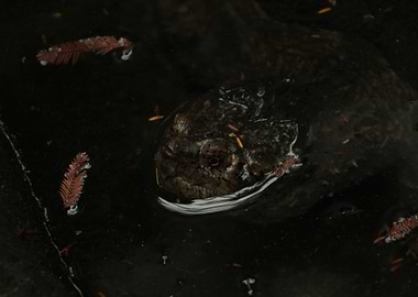 Tortoise in the water