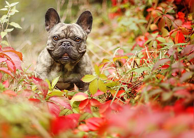 French bulldog