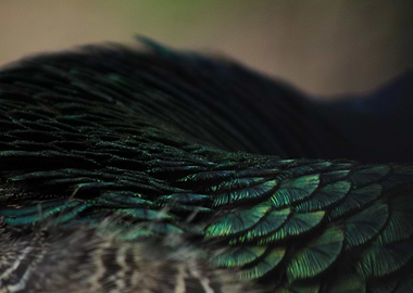 Peacock Feathers